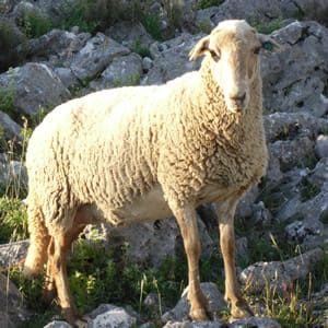 Oveja Lojena - Caracteristicas - General