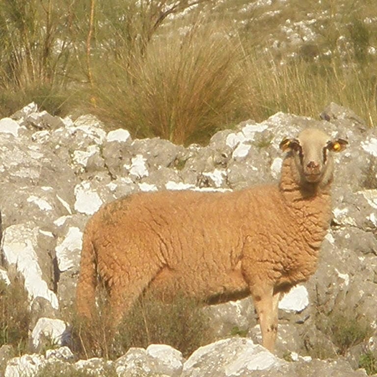 Oveja Lojena - Historia - Carrusel 1