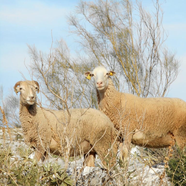 Oveja Lojena - Historia - Carrusel 3