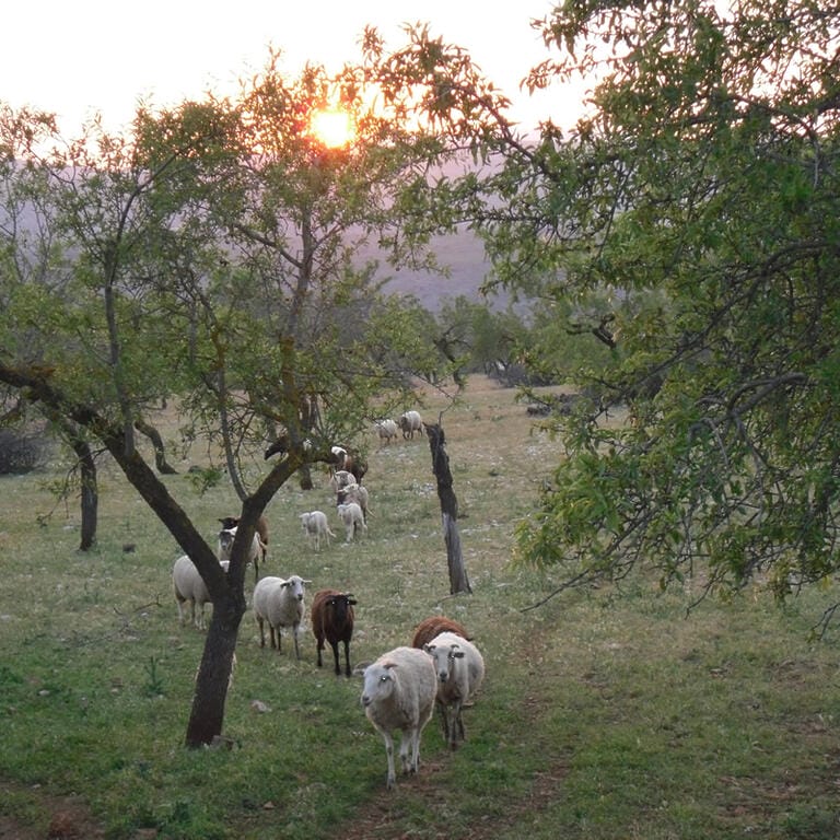 Oveja Lojena - Historia - Carrusel 4