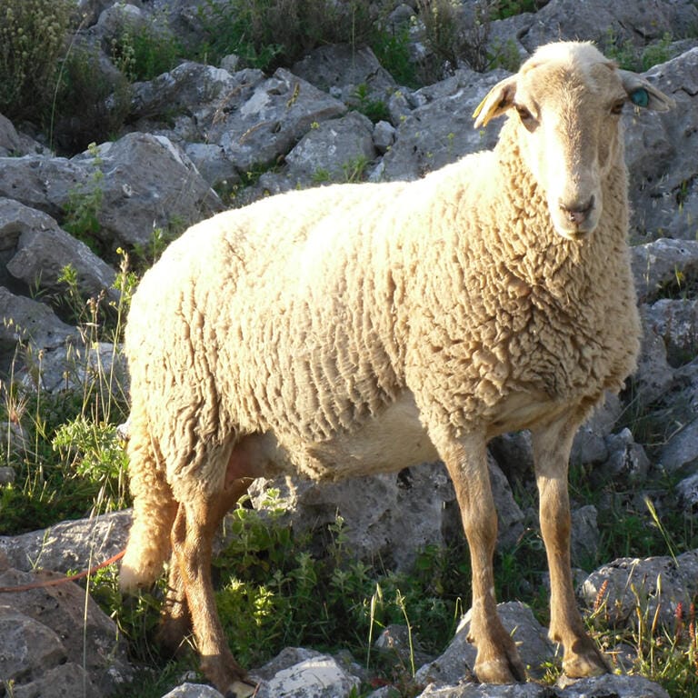 Oveja Lojena - Historia - Carrusel 5